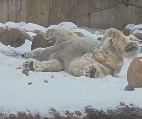 Adorable video shows a polar bear rolling and playing in fresh snow after a winter storm in Tennessee