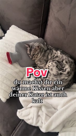 Sleeping Baby Silver Bengal Cat | The Bengal Family