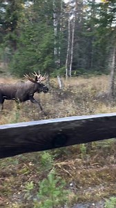 Swedish Moose 🫎 #moose #MooseHunting | Moose Land