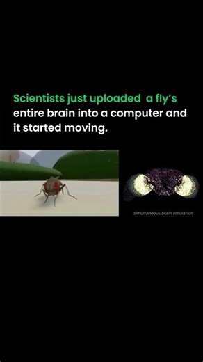 Scientists upload the fly's entire brain into the computer and it starts moving #ai #viral #tech