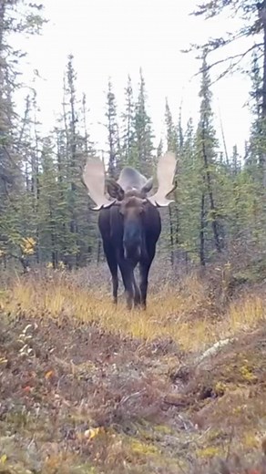 What’s roaming wild in the Yukon? 👀 It’s Trail Cam Tuesday, and today’s clip gives you a front-row seat to the wild—no boots required. From majestic to downright quirky, trail cams let us catch animals being themselves, in their element. We spend a lot of time writing about wildlife, but here’s your chance to see it. A reminder of just how powerful—and unpredictable—nature can be. #ConservationFirst #Wildlife #WildlifeNews #ConservationNews | Conservation Frontlines