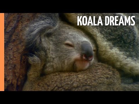 Koala Dreams - Tales of the Old Growth Forest | Full Documentary