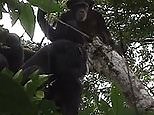 Remarkable footage shows chimpanzees using tools in Bossou