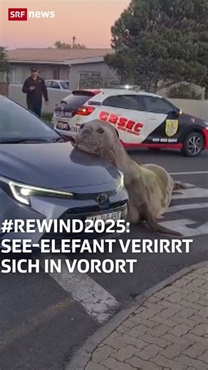 SRF News on Instagram: "#Repost: 2025 gab es viele Geschichten, die euch besonders bewegt haben. Zum Jahresende zeigen wir euch eine Auswahl – ein Video jedes Monates, das für Gesprächsstoff sorgte. 🦭🦭🦭 Ein junger See-Elefant sorgte Ende Mai in Gordon’s Bay, einer Küstenstadt in Südafrika, für Aufsehen. Er verirrte sich, weit vom Meer entfernt, in ein Wohngebiet. Nach stundenlangem Einsatz brachten Fachleute das Tier erfolgreich in eine nahegelegene Bucht zurück ins Wasser. 🦭🦭🦭 #Seeelefant
