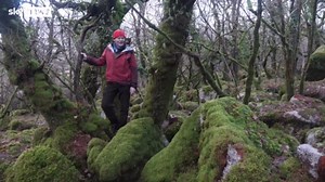 Celtic rainforest to be revived in Snowdonia with 30,000 saplings a year