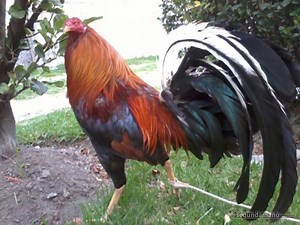 Birds In Paradise [1984 TV Movie]