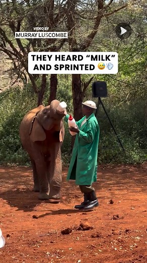 4.2K views · 76 reactions | It's Thirsty Work Being A Little Elephant #elephants #safari | Awesome Videos | Facebook