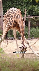 Dorst? Dat ziet er bij een giraf héél anders uit! 🦒 Met zulke lange poten en nekken is dat best een uitdaging! Kijk hoe ze hun benen spreiden om bij het water te komen. Heb jij wel eens geprobeerd om als een giraffe te drinken? 💧 | DierenPark Amersfoort