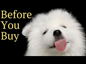 Before You Get A Samoyed