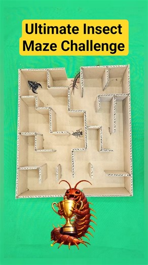 Insect Maze Challenge: Scorpion, Centipede, Whip Scorpion