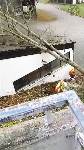 What Makes Tree Cutting So Dangerous?🌲😨