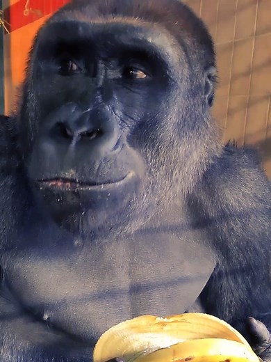 Creative Ways to Enjoy Bananas: Gorilla Mukbang ASMR