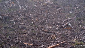 Reform the logging industry to slow climate crises in B.C., expert says