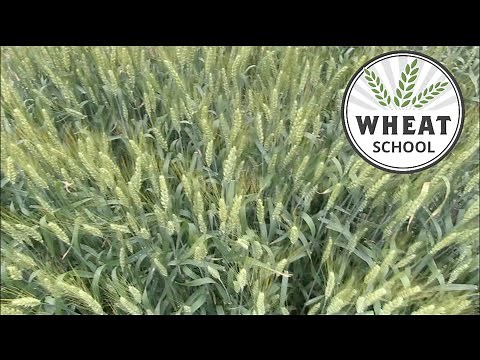 Wheat School: Bin busting planting strategies for fall 2022