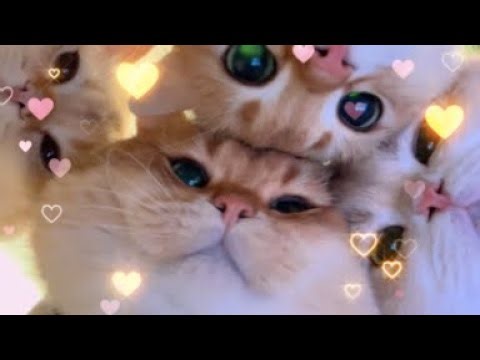 🌟 Relaxing Healing Cat Subliminal - Trust Your Journey with a Peaceful Heart 🌟
