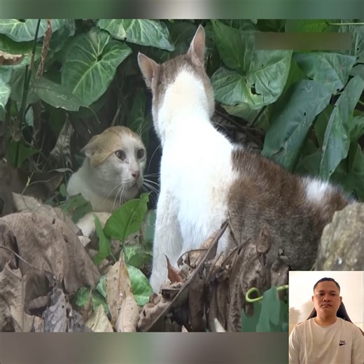 68K views · 464 reactions | Close up video of angry cats fighting - Very loud cat fight meowing sounds #cat #cats #catsofinstagram #of #catstagram #catlover #catlife #instagram #catlovers #kitten #instacat #kitty #pet #cute #love #meow #dog #catoftheday #pets #kittens | Cat Sport | Facebook