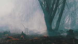 Tree on fire in the forest - Free Stock Video