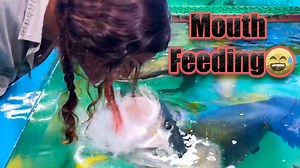 We got to visit our friends over at Predatory Fins and we fed some giant fish🤩 The only issue is that we only used our mouths so hope y'all are ready for some wild fish feeding😅 . . . #big #fish #feeding #fish #wild #giant #animal #water #feed #feeding #mouth #wow #wildlife #fbpost #animals #ocean #life #fun #wild #AmaZing #video #moment #facebook #fb #post #cool #experience #fins #cool #awesome #time | The Reptile Zoo