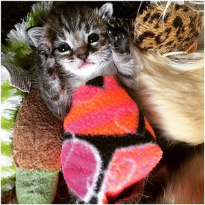 317K views · 34K reactions | "Because of Teagan, countless mobility challenged cats and kittens have been given a chance to live lives filled with joy and acceptance." Credit: instagram.com/triumphant_teagan | iHeartCats.com | Facebook
