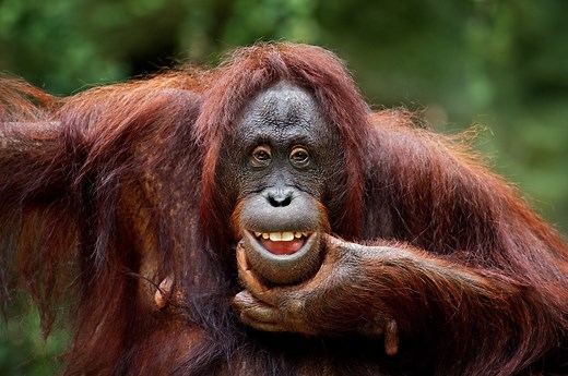 18 Wild (but True!) Funny Animal Stories