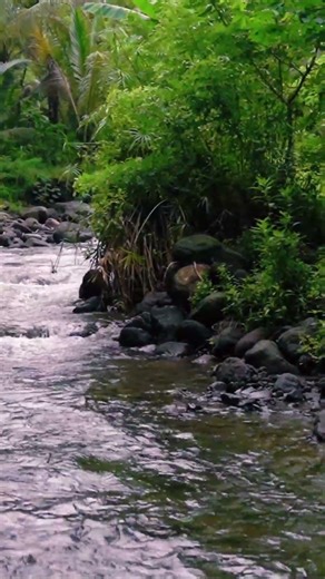 Bird Sounds Meditation for Inner Peace