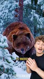 661K views · 10K reactions | L’ours polaire est vraiment ce que la...