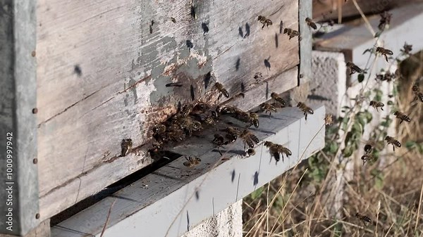 A 4K slow-motion video of bees entering and exiting their hive through a section of wood.