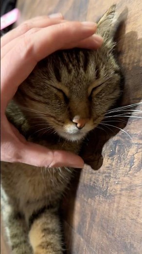 Satisfying cat purring #cat #asmr #cozy