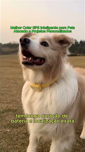Acabe com o problema de pets perdidos com nosso colar GPS inteligente!