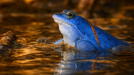Rare blue frog captured in a warm and reflective scene