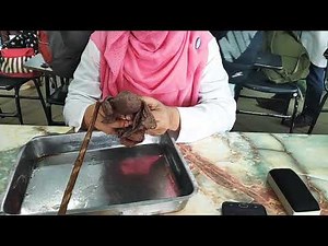 Gross Anatomy of uterus(Viscera+Book).
