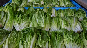 ‘Tough out there in vegetable land’: Production up, but prices down