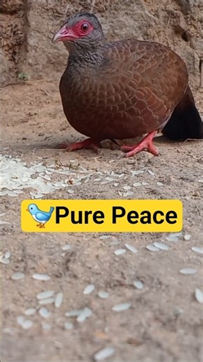 A Simple Rice Feeding Moment for Birds 🐦