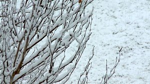 10K views · 73 reactions | We were spared this winter as far as the snow goes, but just how likely is it to snow in April? Joe Snedeker has the frosty facts in this edition of Wham Cam. Go to wnep.com/wham-cam for more great Wham Cam segments. | WNEP-TV | Facebook