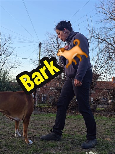 #fyp #training #dog #boxer #bark