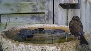 This European robin loved his first bath so much he came back for a second. Monitoring a bird bath with a Birdsy cam shows you how popular such a space can be with garden visitors! #Robin #Birdbath #birds | Birdsy