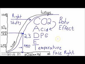 Physiology - The Oxygen–Hemoglobin Dissociation Curve