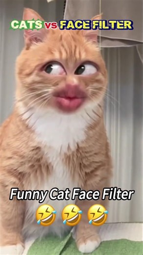 RANKING CATS VS FACE FILTER REACTIONS 🤣 #cats #funnypets #viral