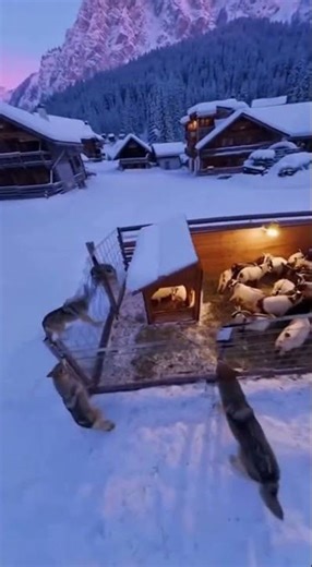 Drone Captures Wolf Pack Attacking Farm! 😳🐺 #viral #shorts #usa