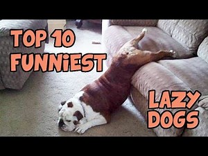 TOP 10 OF THE LAZIEST DOGS OF ALL TIME