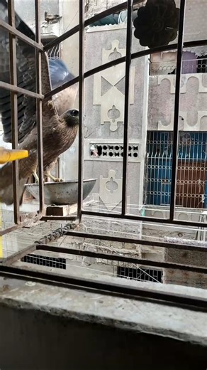 #eatchicken eagle🦅🦅