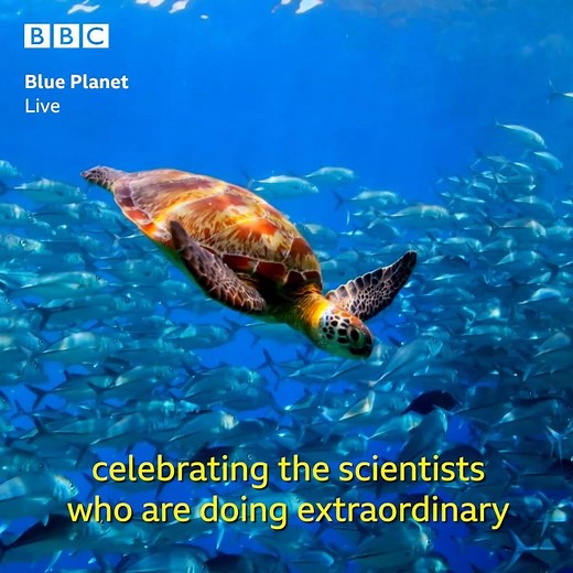 Blue Planet is back... and this time it's LIVE 💙 Here's what we have in store #BluePlanetLive | BBC Earth