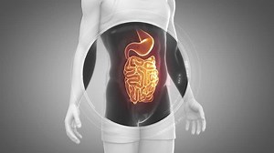 3D animation of GUTS STOMACH anatomy in loop