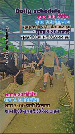 cows in india for dairy farming,how to start dairy farm business#shorts #baffalo #farming #farm #cow