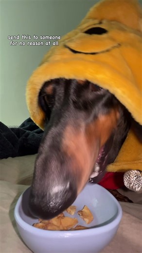 Discover the Joy of Cronchies for Weenie Dogs