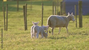 Spring lambs with mother sheep