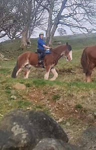 Thought you'd enjoy this clip, a two hour novice/intermediate level Farm Riding Experiences coming home. This was a mixed group with one lady less experienced and cautious, with differing confidence and competance levels. Our job as Instructors is to enable you to firstly enjoy the experience of such gorgeous horses in a stunning location, then also to learn something whilst you're here, be it refreshing previous ridden knowledge, applying what you're learning in lessons, or simply overcoming a 