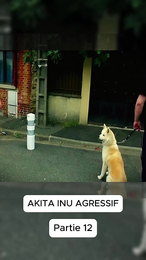 Éducation canine : utiliser correctement le collier étrangleur