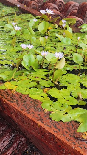 Water Lily Pond #waterlily #waterlilly #waterlilypond