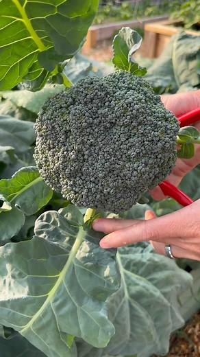 Harvesting Fresh Broccoli: The First True Harvest of the Year! I always get such a strong feeling of accomplishment walking out to the garden and harvesting some fresh veggies. Especially a perfect head of broccoli! I didn’t even cook up this one. Just chopped it up and ate it 😋 . . . #growyourownfood #harvest #zone7b #zone8a #organicgardening #homestead #vegetablegarden #veggies #mygarden #homegrown #backyardgarden #backyrdgardening #growwhatyoueat #eatwhatyougrow #growyourown #thehappygardeni
